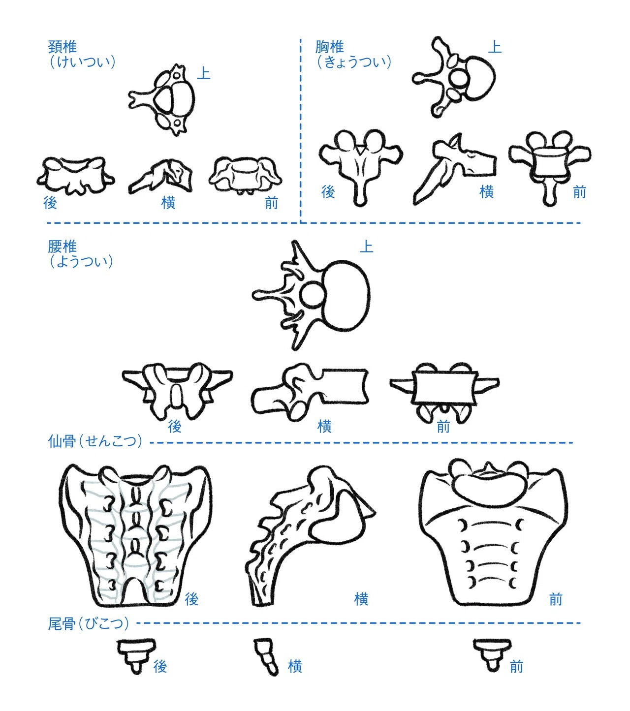 2 脊柱を描く 伊豆の美術解剖学者 Note 2 脊柱を描く 伊豆の美術解剖学者 Note