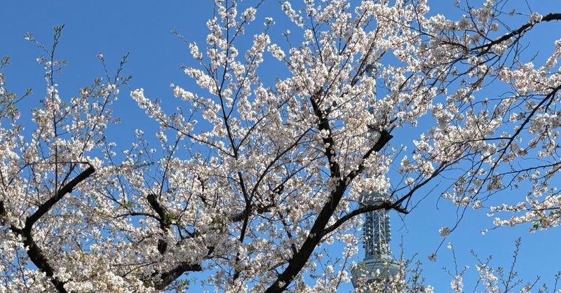 スカイツリーと桜