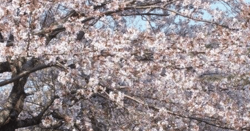 私が生まれた日の法要で桜を見た