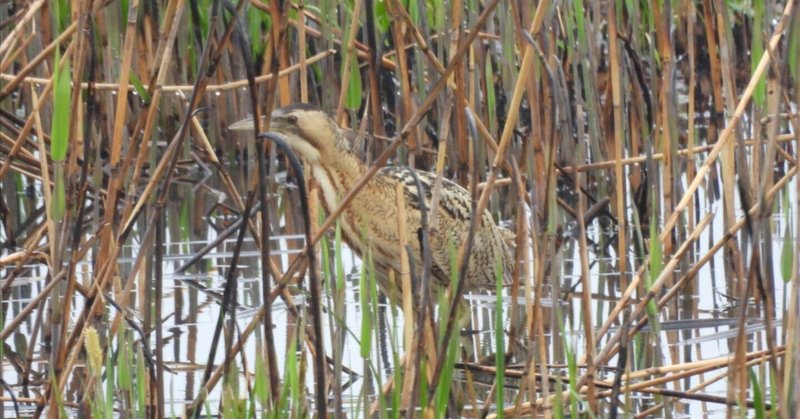はじめましてサンカノゴイ　鳥見散歩＜Ｗ湿地編＞ ２／３話　2024年4月