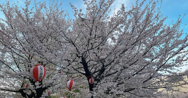 お花見🌸