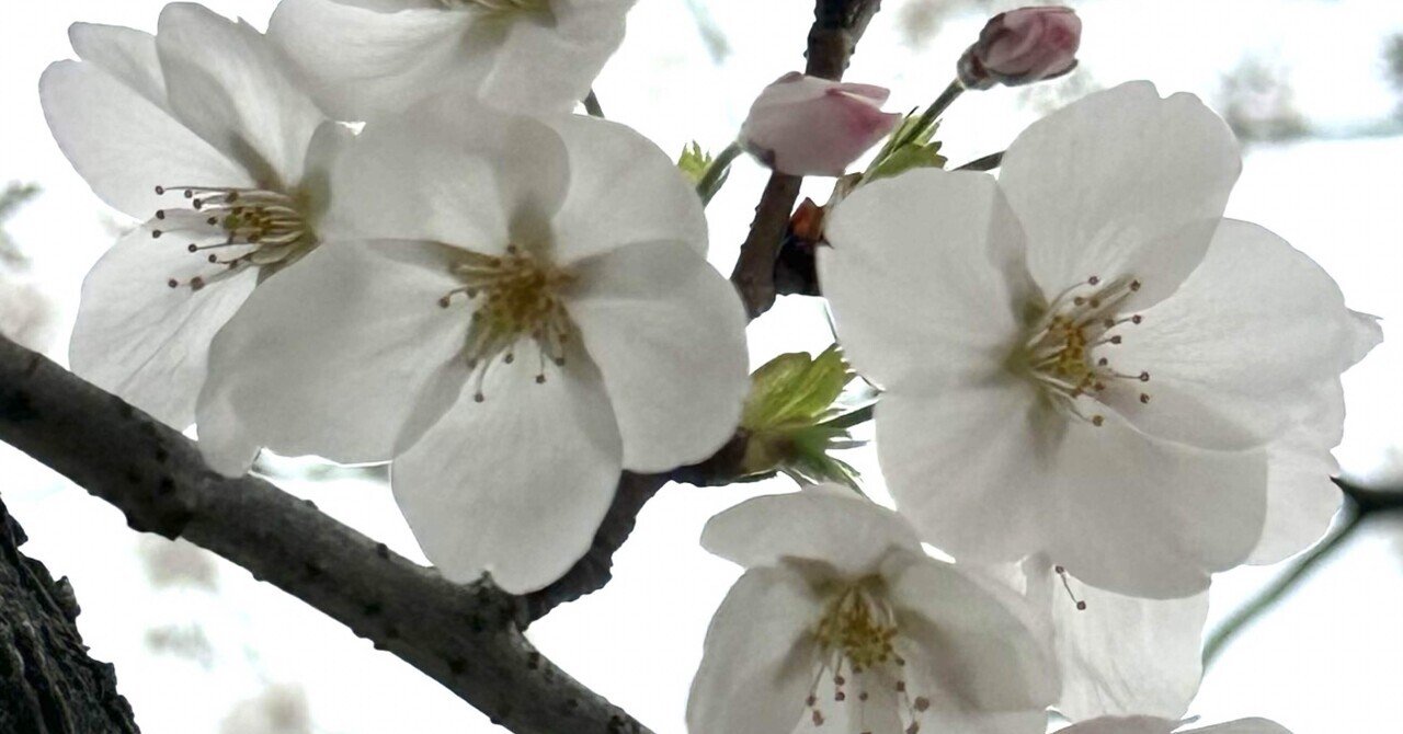 山桜|EGGSEED 山桜|EGGSEED
