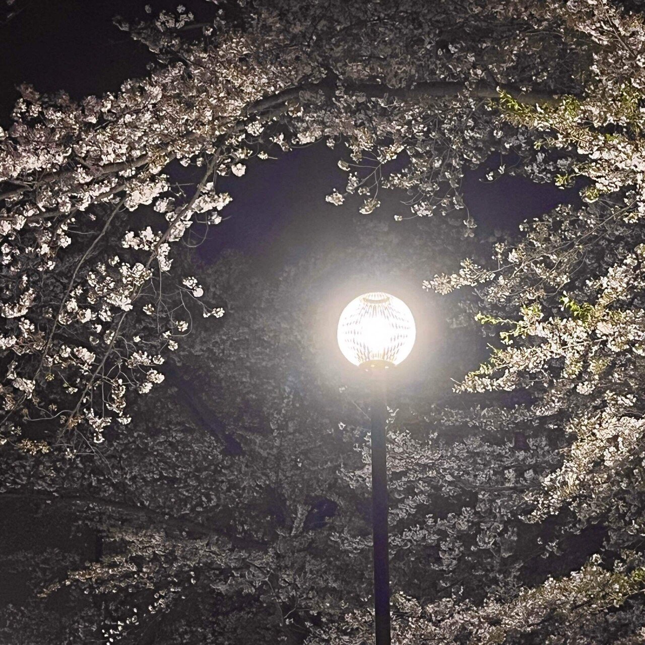 前日の雨と強風に負けず、少し冷えた春に揺れる花を見上げる