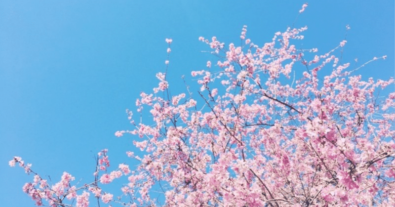 桜、綻ぶ頃……　（日記）