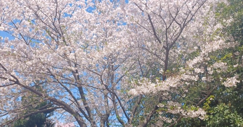 ぴかぴかの一年生