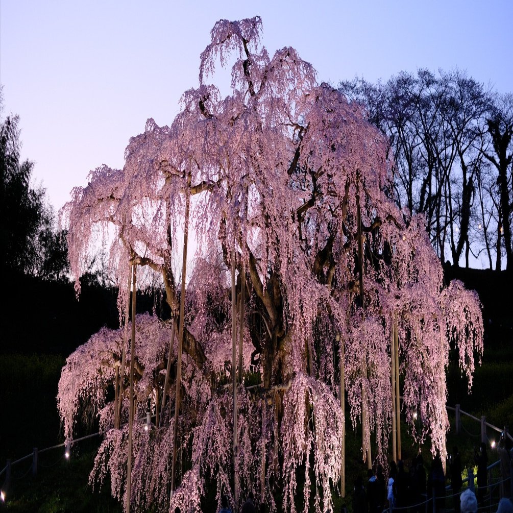 4月10日満開！ 三春滝桜を撮影してきました｜RiverMail 村上 瑞恵