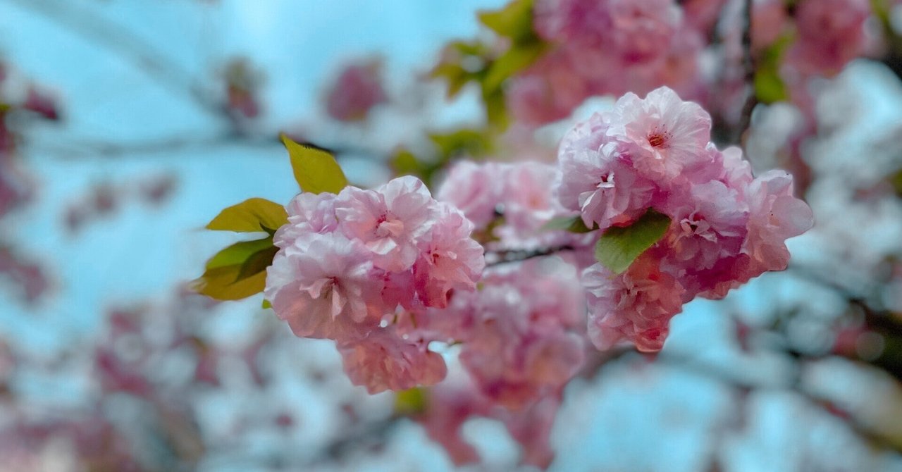 造幣局:桜の通り抜け2024｜八木玲穏