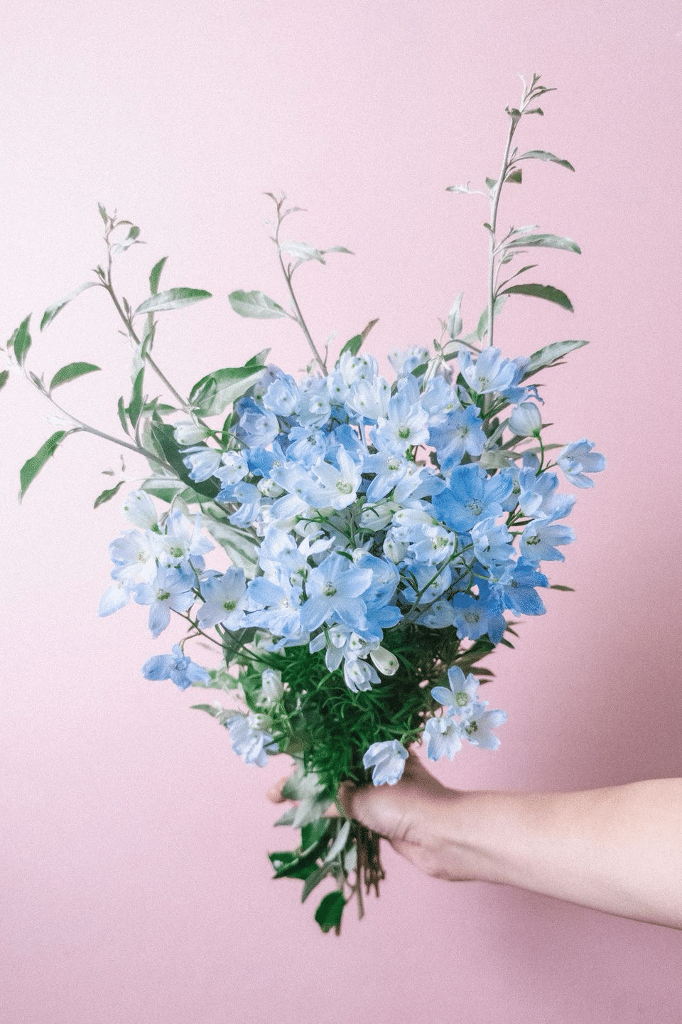 ZB1のみんなを花に例えてみたかった話｜hepyo