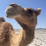 Camel3