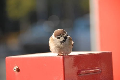 第477回 おかしな野鳥の学名 翆野 大地 Note