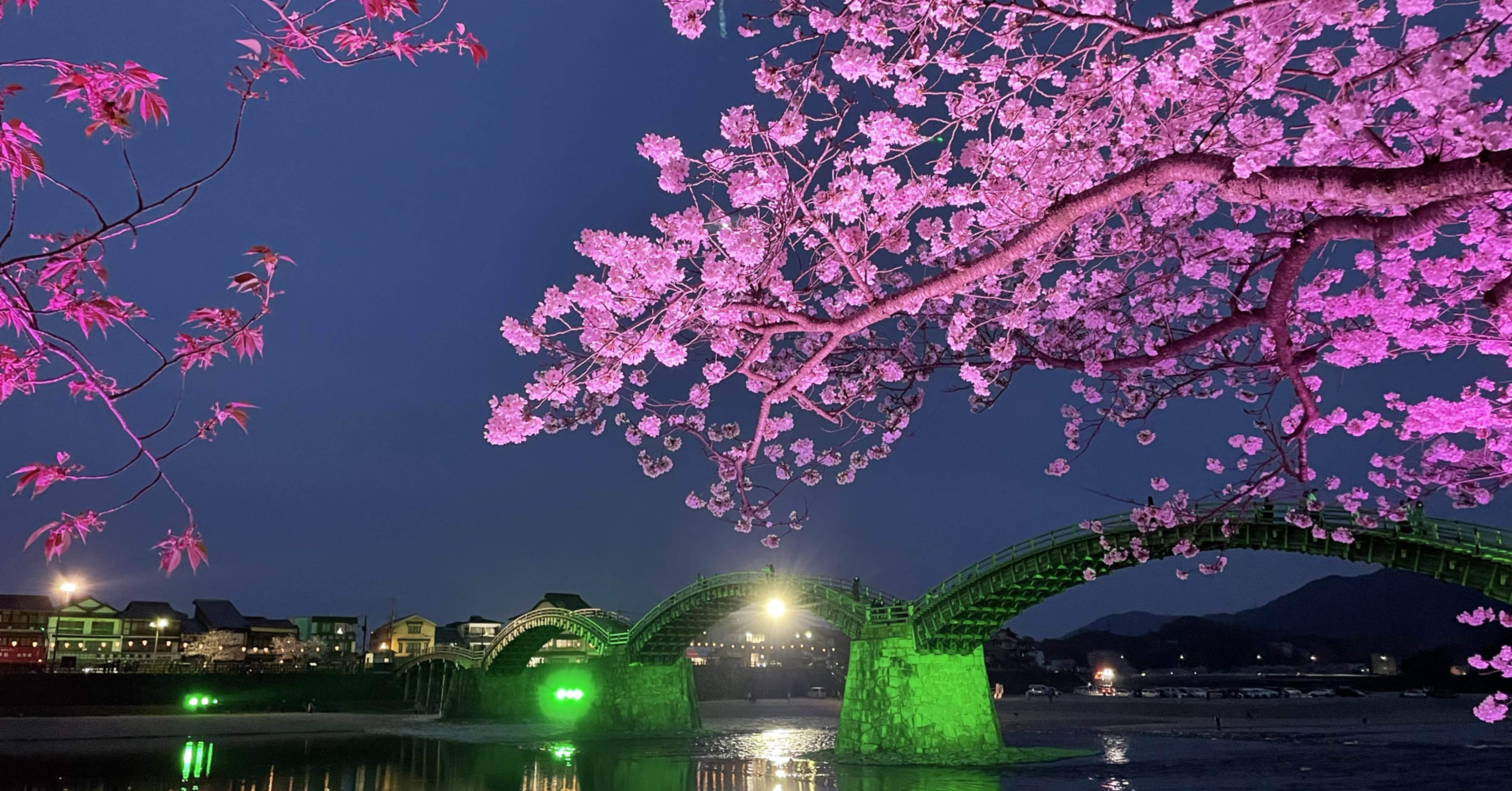 約30年ぶりに見た日本の景色①〜山口県岩国市🌸錦帯橋の桜｜SATOKOD