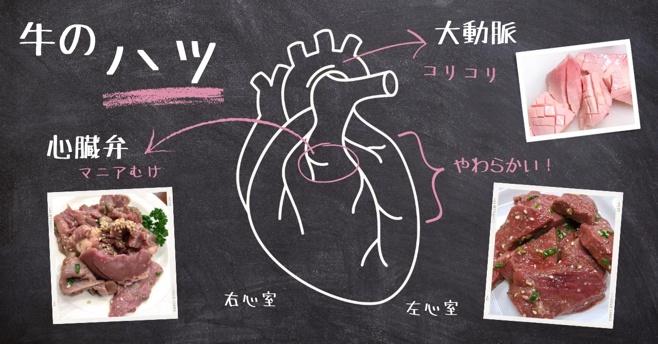 牛心臓のあらゆる部分を食べ比べてみた!|ホルモン★もいしょう