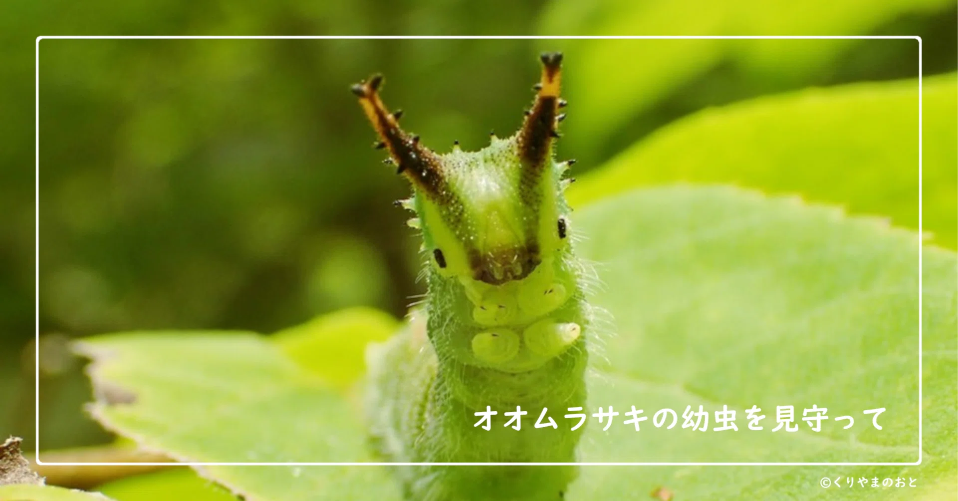 栗山町のシンボル・オオムラサキの飼育日記｜くりやまのおと｜栗山町