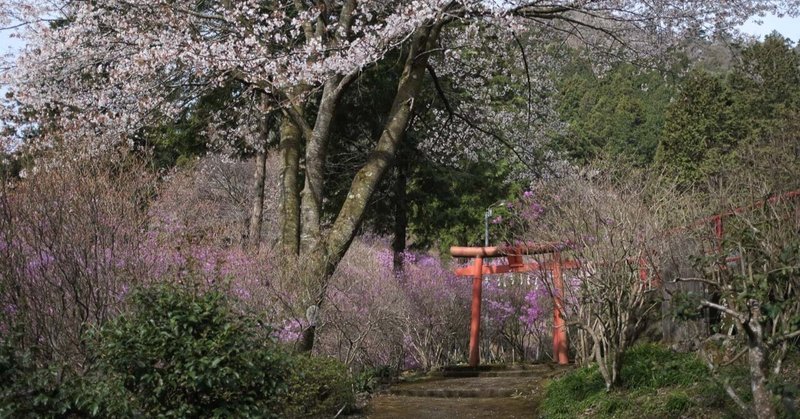 八王子市今熊神社の桜とミツバツツジ