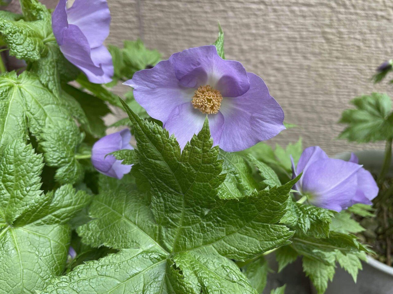 春の花 ｜村上木彫堆朱 藤井漆工