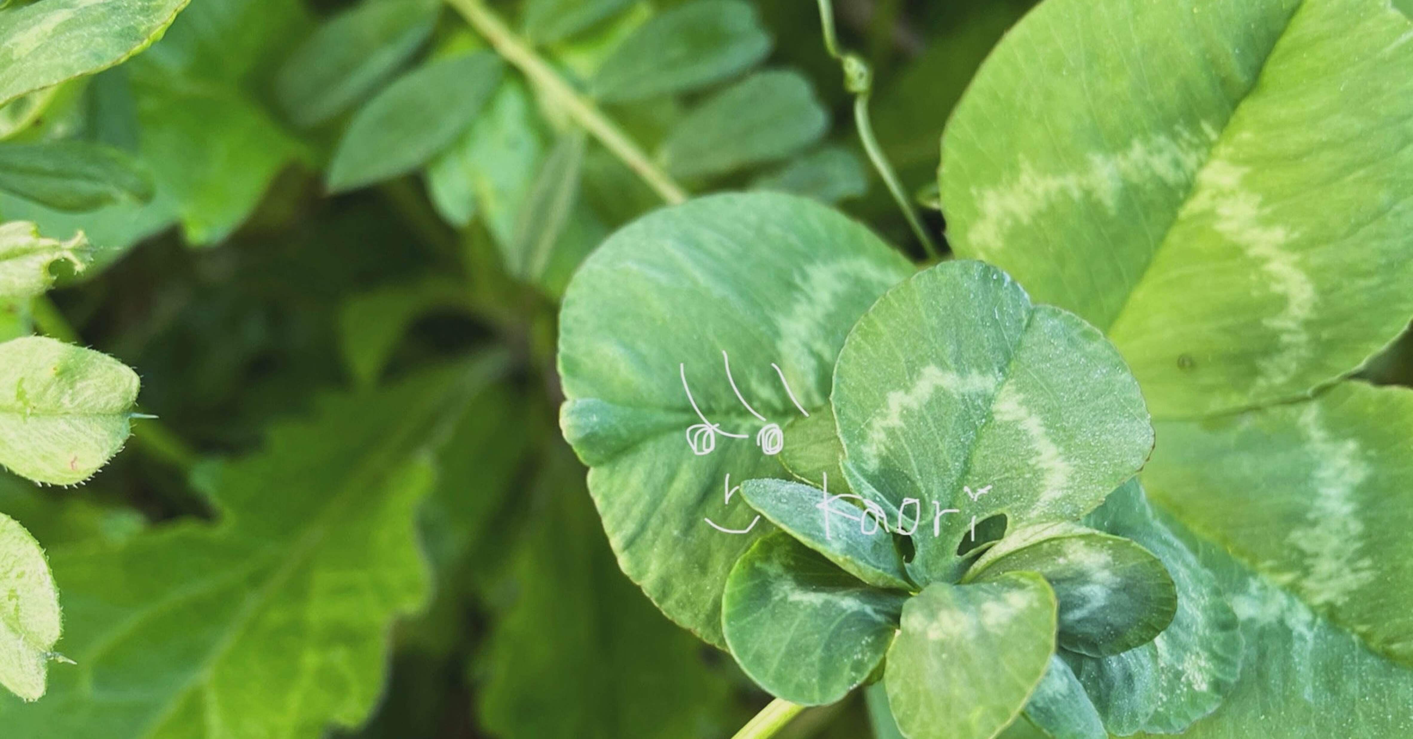 曖昧な統計学（十葉のクローバーを見つけた）｜カオリ｜本との音