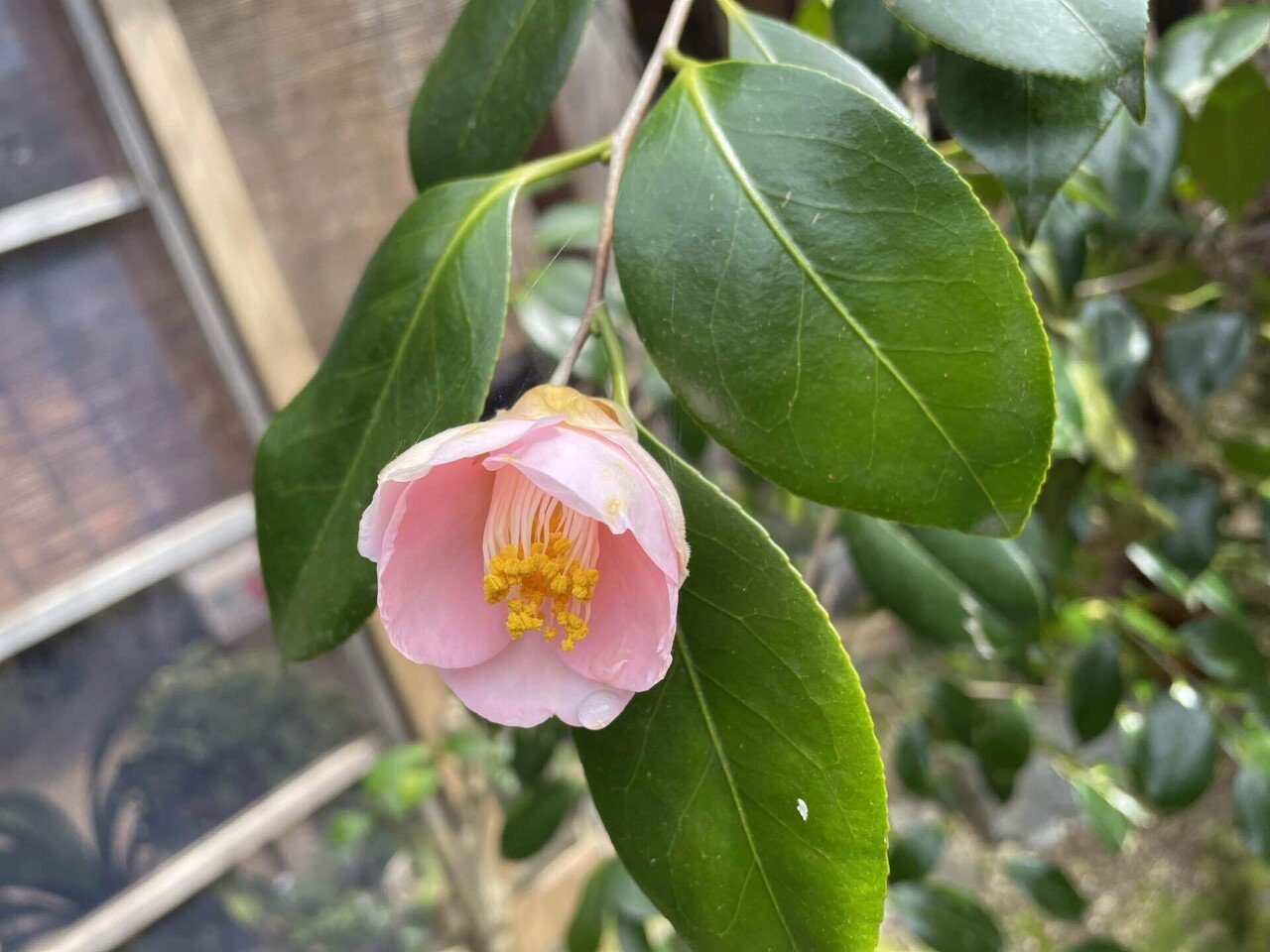 春の花 ｜村上木彫堆朱 藤井漆工