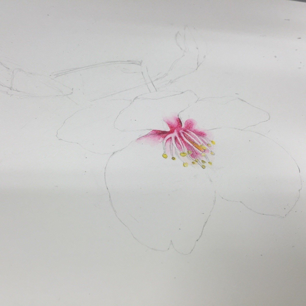 桜の挿絵イラスト描き進め Hiroe Hyuga Note 桜の挿絵イラスト描き進め Hiroe Hyuga Note