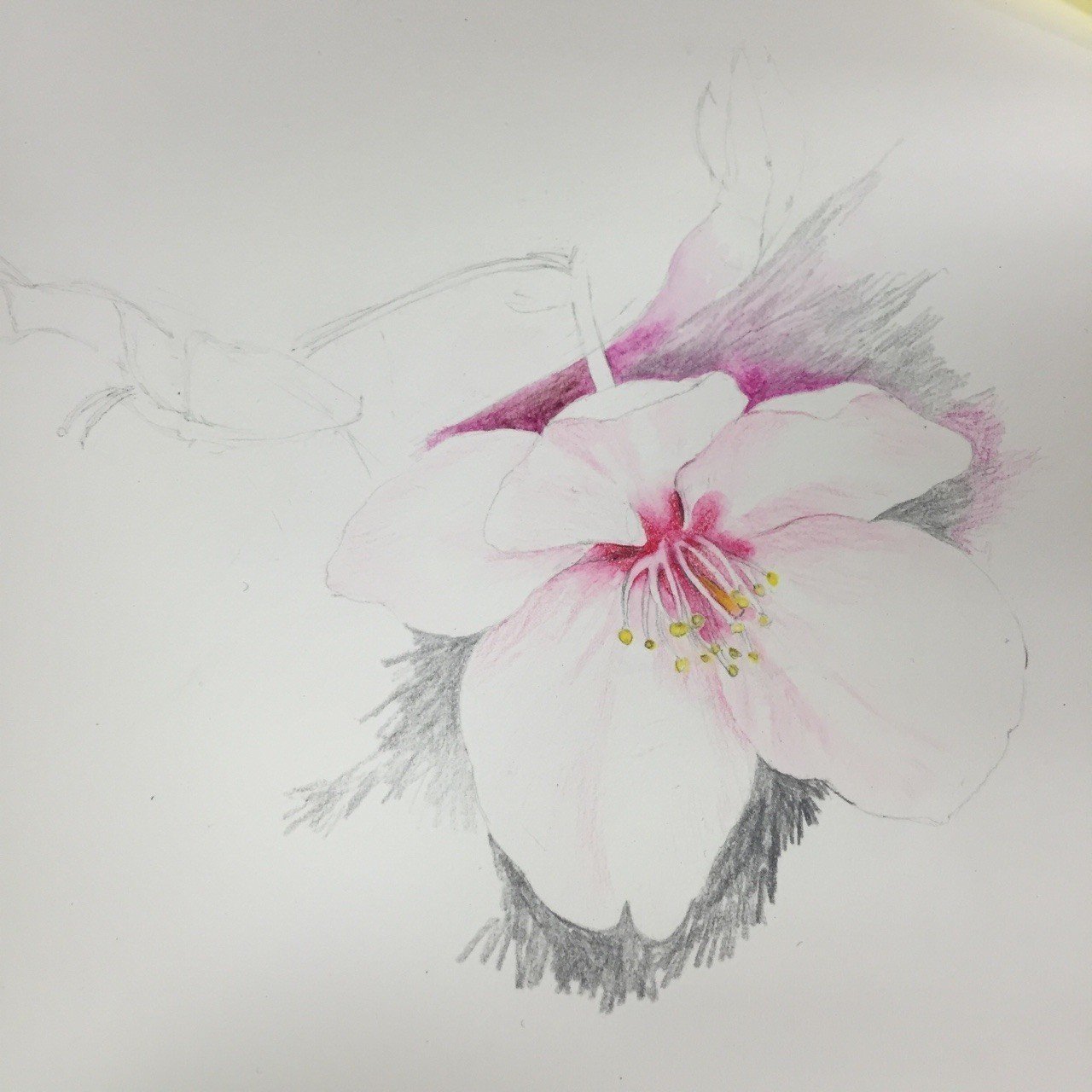 桜の挿絵イラスト描き進め Hiroe Hyuga Note