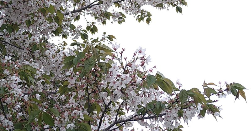 3.葉桜