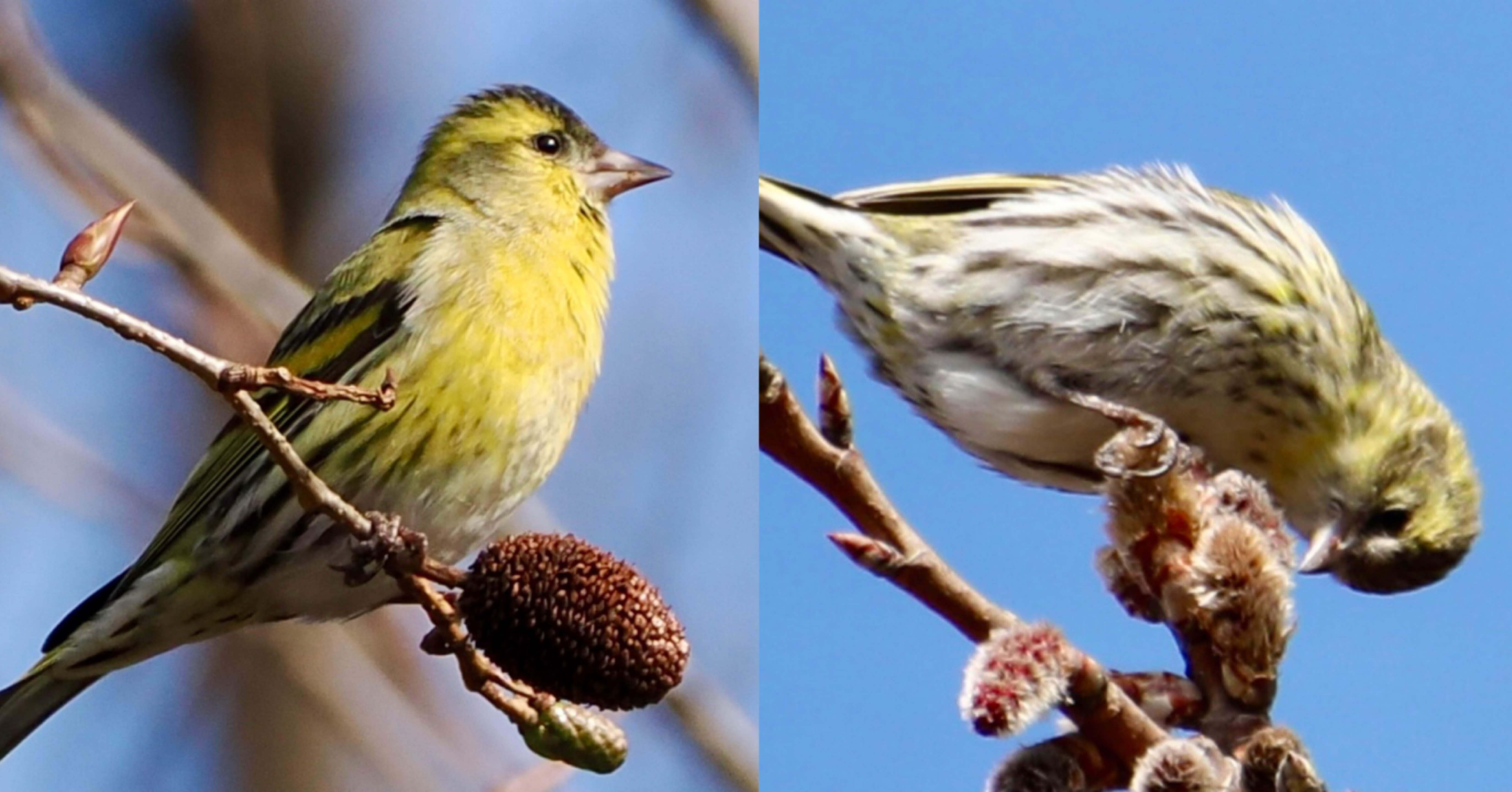 木彫りの鳥マヒワの飛び立ち