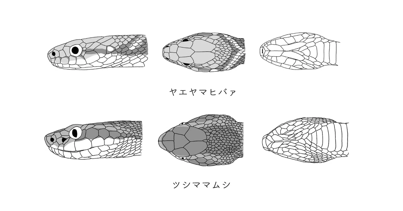 【お仕事】日本ヘビ類大全(誠文堂新公社)のイラスト|きのしたちひろ
