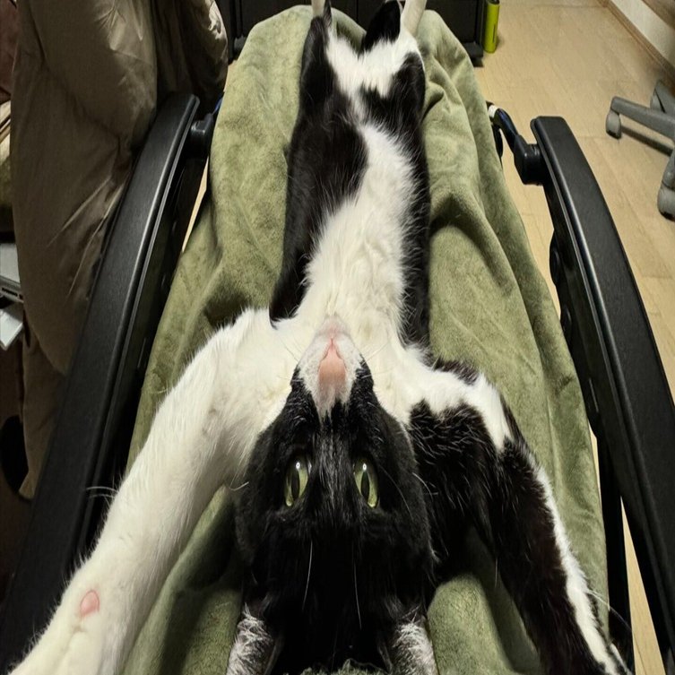 すげえ格好の猫とブルアカ見てる」状況に思わず二度見しそう！変顔で