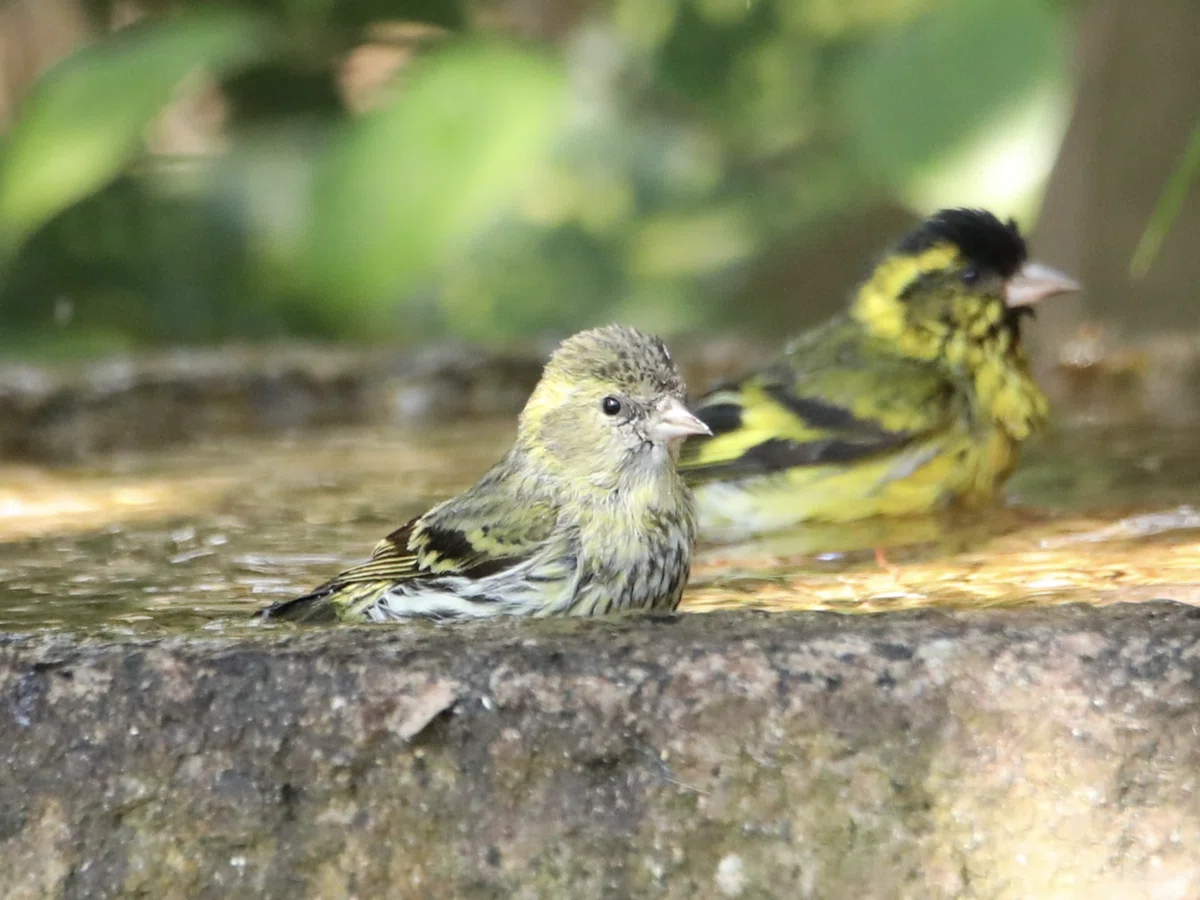 集団で行動する冬鳥 マヒワ|くまごろう
