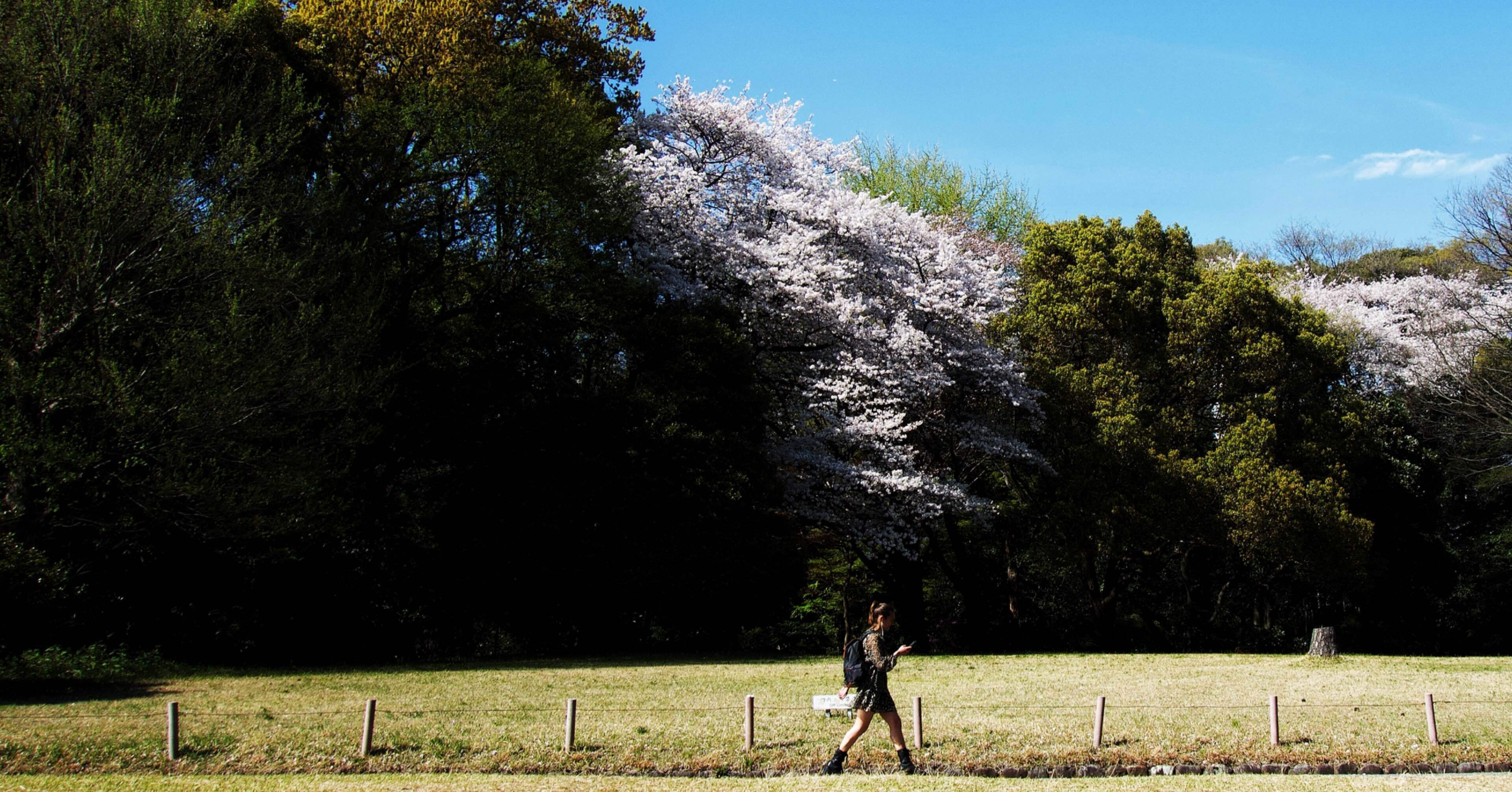 なぜ桜だけが特別なのか｜🅣ⓄⓀⓎⓄ Ⓢ🅣ⓇⒺⒺ🅣 🄿🄸🅇