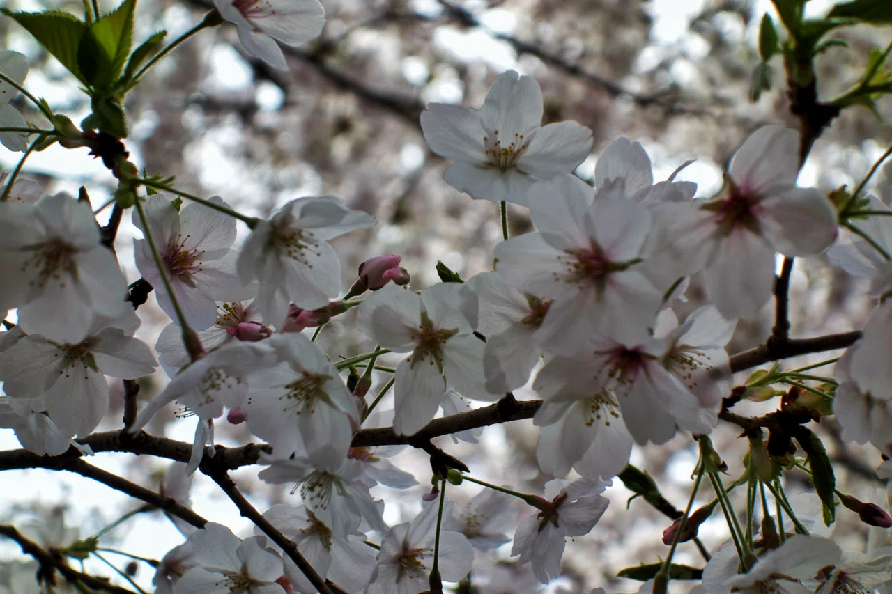 なぜ桜だけが特別なのか｜🅣ⓄⓀⓎⓄ Ⓢ🅣ⓇⒺⒺ🅣 🄿🄸🅇
