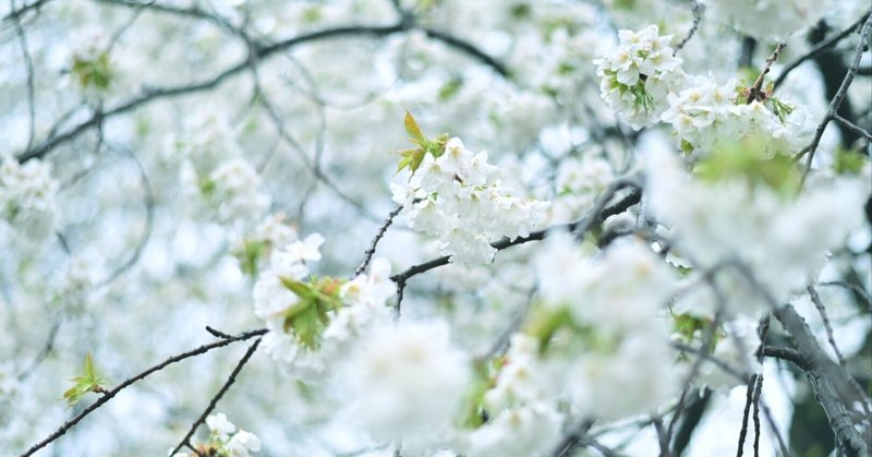 東京さんぽ／2024年3月 雨の日のいろ