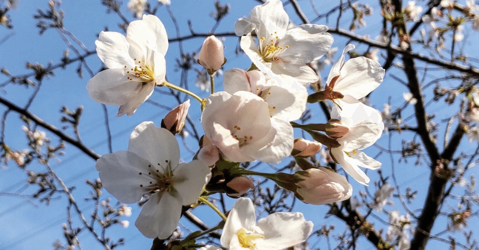 最高峰♪伊と幸 至極の長襦袢！さくら桜 若草色グリーン♪仕立て済 長じゅばん 最高峰♪伊と幸 至極の長襦袢！さくら桜 若草色グリーン♪仕立て