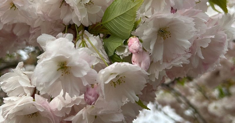 我が家から電車で片道2時間🚃「ウィズリー・ガーデン」で桜を満喫🌸その１