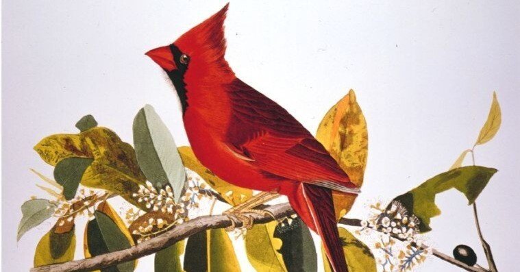 書籍『オーデュボンの鳥』「アメリカの鳥類」セレクション ジョン