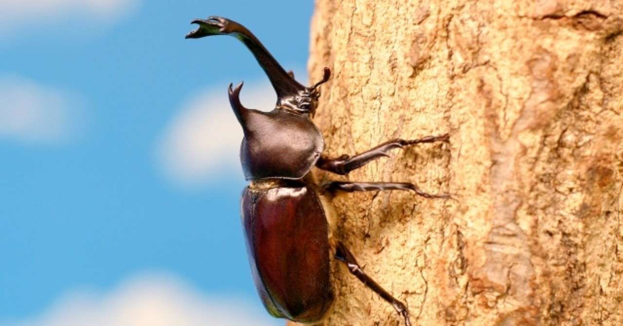 忍殺trpgソロシナリオ カブトムシの茶色 ラブサバイブ Note