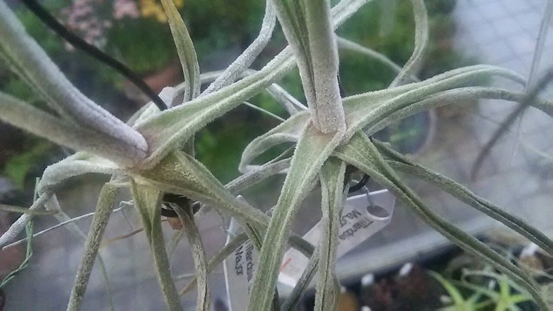 ティランジアが生長しない問題 Nature Garden 神田 Note