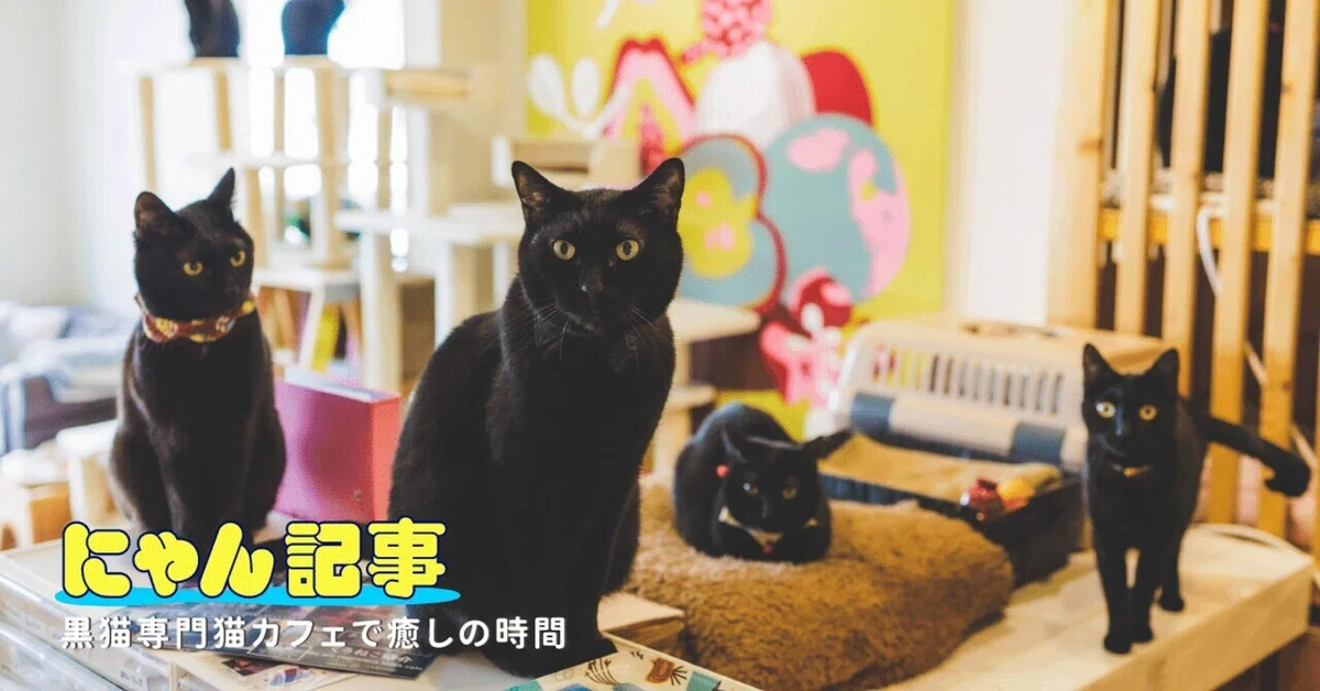 クロネコ天国がココに！ 黒猫専門猫カフェで癒しの時間を｜ヤマト運輸 