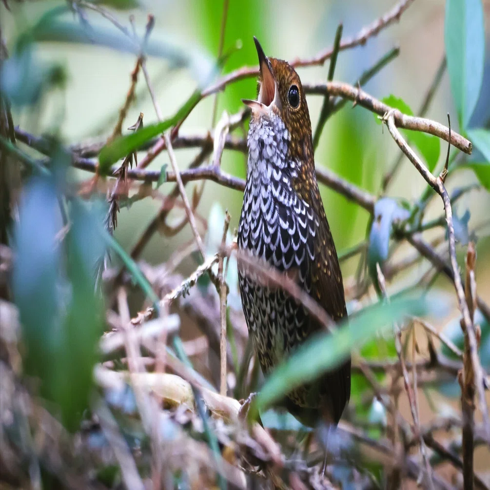 2024.03.23 台湾探鳥 Taiwan birding ⑥阿里山2日目後半｜yoko