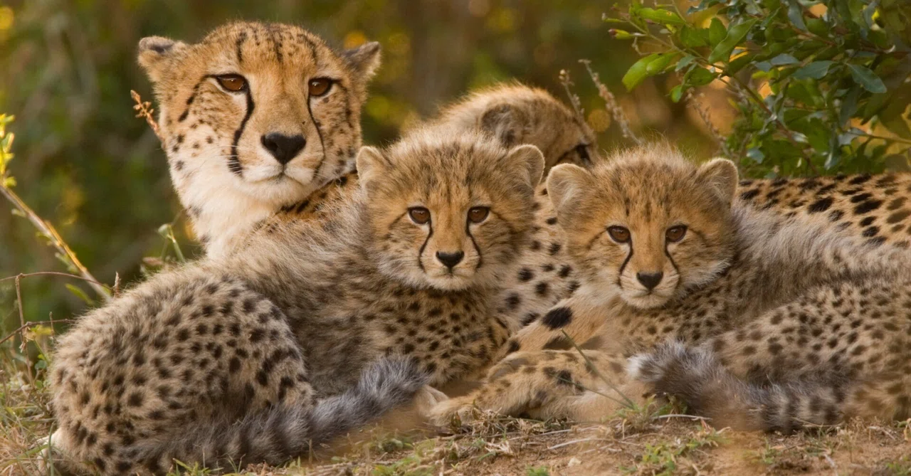 Unraveling the Evolution of Wild Cats: Sociality Is Not the Only Factor ...