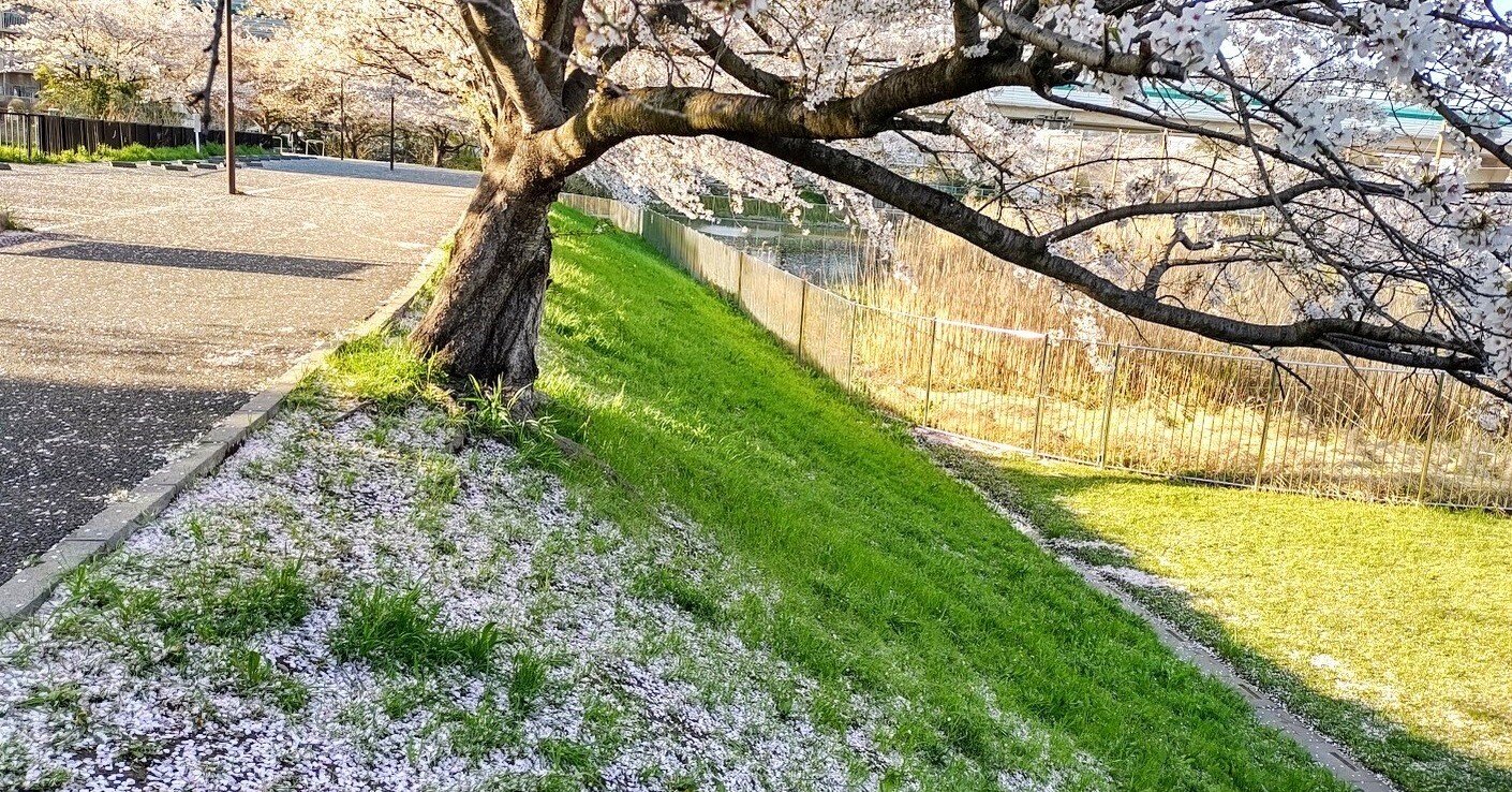 桜が散り始めましたね。｜akiyochan