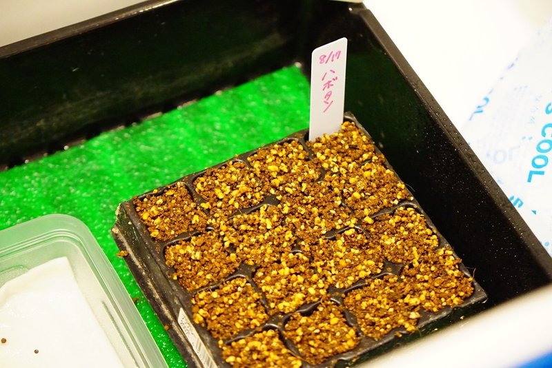 ハボタンの育苗 種まき ゆかこ Note ハボタンの育苗 種まき ゆかこ Note