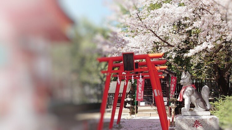 稲荷神社の鳥居と桜