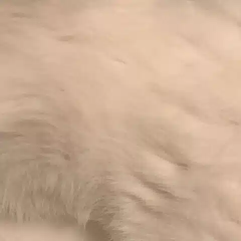 ねこやま