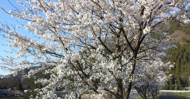 ４月のお花写真その４in福井