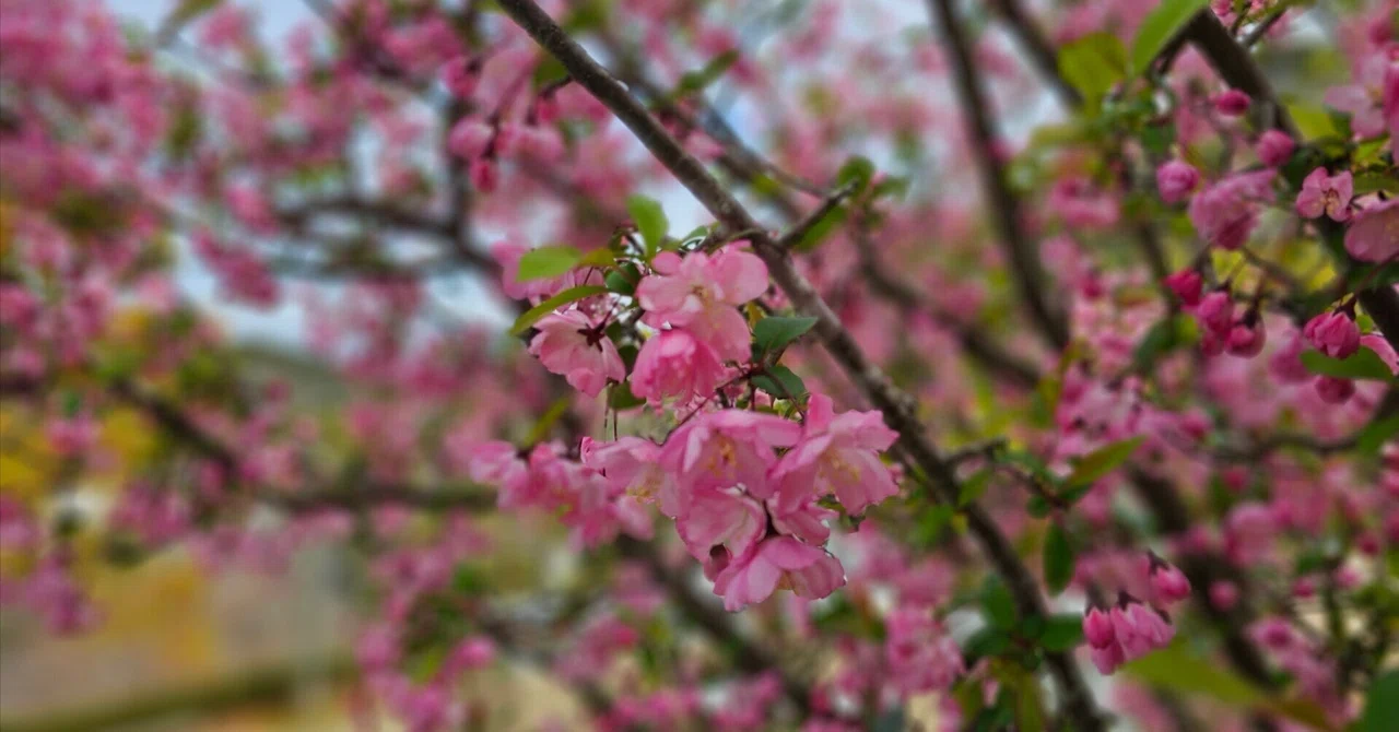 181 散る桜に感動の体験 / 朝から充実の時間を過ごせた日｜Mocha