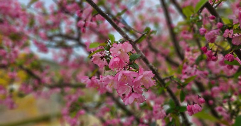 ＃181　散る桜に感動の体験　/  朝から充実の時間を過ごせた日