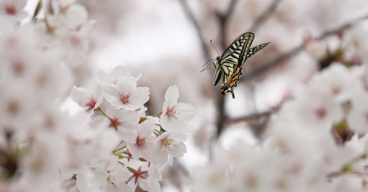 ꧁蝶よ花よ..恋桜.*ೄ ❀´-꧂✨ 花咲花桜(太陽月夜) on X: 