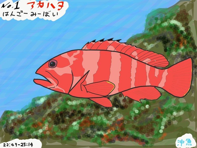 #絵 の練習を始めました！
#ipad mini5で書いています
もともとは #釣り が好きで #沖縄 の釣り旅行で買ってきた
おきなわの魚 というポスターに載せられている魚200種以上を1匹ずつ書いていこうと思います
(基本左向きになります笑)
そもそも絵は得意じゃ無いので、これからの成長ぶりを温かく見守ってくださると嬉しいです
 
そして今回が1匹目！
#アカハタ を書きました。
色や模様は少し違うかもしれませんが自分なりに満足出来る絵になりました

輪郭を何度も書き直し、口元は特に時間をかけました
