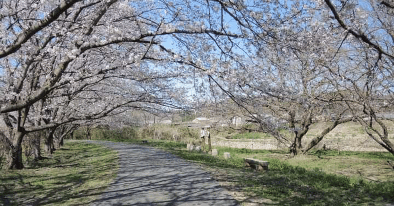 セピア色の桜(140字の小説)
