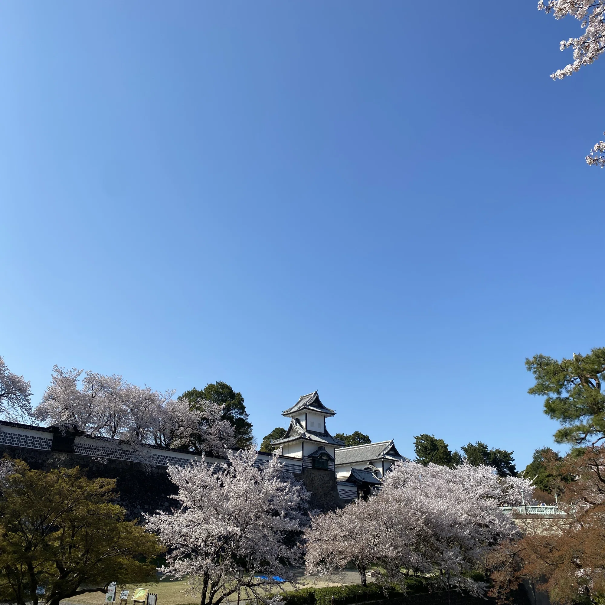 本当に桜がきれい。時期的にちょうど桜吹雪が舞っていて、まるで雪